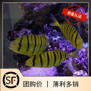 人工黄金参 黄金鯵 海水鱼观赏鱼小丑鱼活体珊瑚