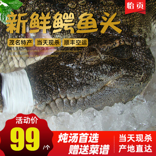 新鲜鳄鱼头 2斤左右整个鳄鱼头部整只鳄鱼新鲜现宰红烧炖汤剁椒