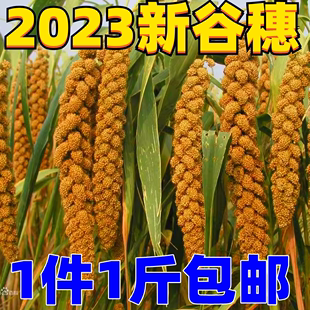 2023秋新收黄谷穗 天然带壳小米穗 鹦鹉玩具谷子穗逗仓鼠棒1斤