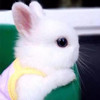 小兔子活物侏儒兔活体长不大宠物迷你小型凤眼茶杯兔垂耳兔小白兔