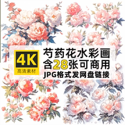 高清4K纯色背景图片芍药花卉水彩画风格PS设计图案装饰可商用素材