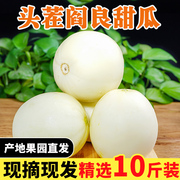 陕西阎良甜瓜正宗10斤水果，新鲜应当季整箱脆蜜瓜头茬香瓜现摘