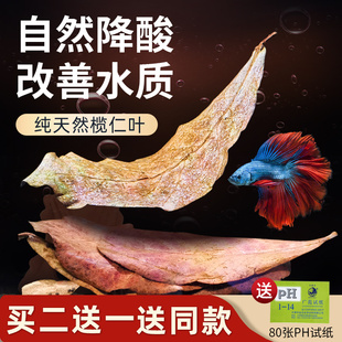 鱼缸榄仁叶降酸调节ph值水族橄榄叶龙眼(叶，龙眼)叶懒人(叶懒人，)叶斗鱼(叶斗鱼)乌龟稳定水质