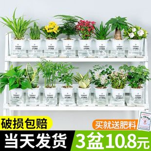 绿萝发财树吊兰花卉盆栽植物室内文竹多肉甲醛水培，小绿植好养吸除