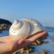 天然海螺贝壳工艺品摆件，荧光嵘螺家居摆件鱼缸，造景茶杯海边礼物