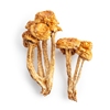 旭润庄园云南滑子蘑50g珍珠菇，特产干货新货小黄蘑菇小鸡炖蘑菇