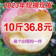 苹果水果徐州丰县大沙河苹果10斤带箱红富士冰糖心，脆甜野生丑萍果