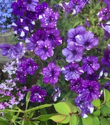 超级矮牵牛花苗室外庭院植物阳台，花卉多年生冬季耐寒四季开花盆栽