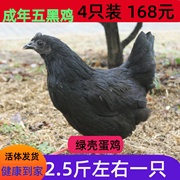 成年五黑鸡下蛋鸡活体绿壳蛋鸡土鸡生蛋鸡黑毛鸡活鸡黑羽鸡3斤鸡