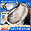 贝司令乳山生蚝鲜活10斤特大6XL蚝王牡蛎肉海鲜新鲜蒜蓉海蛎