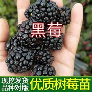 黑莓树苗露莓青花素果苗地栽盆栽，南方北方种植果，树苗浆果苗水果苗
