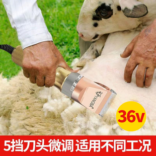 36v羊霸大功率剃毛器，推羊毛推子绒山羊，长毛兔电推剪养殖户羊毛推