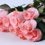 戴安娜玫瑰花苗粉色花卉，观花绿植物大花浓香，月季室内阳台盆栽