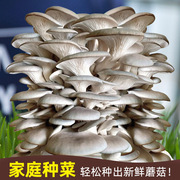 自种家种蘑菇菌包菌菇种植包平菇(包平菇)香菇，磨菇种菌种可食用金针菇