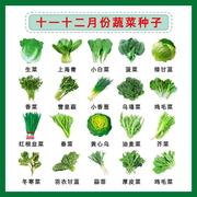 四季秋季种菜籽蔬大全菜种籽孑葱种菠菜香菜生菜豌豆种子青菜萝卜