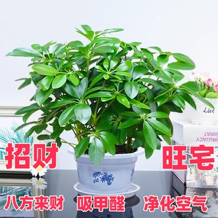 四季常青八方来财招财树鸭脚木室内阳台桌面绿植花卉盆栽发财树