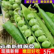 云南新鲜豌豆 青豌豆带壳现摘农家青豆荚当季嫩蔬菜现青豆5斤