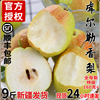 新疆库尔勒香梨全母梨子新鲜当季孕妇水果10斤