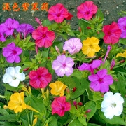 紫茉莉种子草茉莉地雷花，春季家庭阳台庭院盆栽，四季播种易种花卉