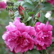 红刺玫种子香草花卉种籽红玫瑰种子四季可播多年生花卉蔷薇种子