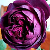 日月大花浓香月季花苗皇宫紫黑包子型四季开阳台花园玫瑰盆栽花卉