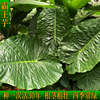 海芋霸王芋大叶滴水观音盆栽，常绿大型绿植，吸甲苯阳台庭院园林绿化