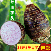 芋头广西新鲜荔浦芋头槟榔芋头毛芋紫藤芋广西特产农家自种现挖