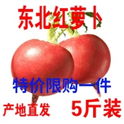 正宗2023年东北红萝卜卞萝产地红皮雌性白心新鲜蔬菜简装5斤