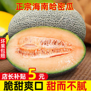 正宗海南哈密瓜新鲜水果，当季5-9斤现季网纹，瓜香甜蜜瓜应季