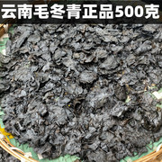 云南毛冬青叶 毛冬青 毛冬青茶叶 苦甘叶毛东青 大叶苦丁茶 散装