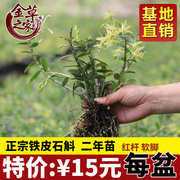 正宗 铁皮石斛种苗 2年驯化苗 红杆软脚 盆栽 原盆带土