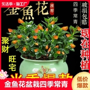 四季常青金鱼花吊兰盆栽室内绿植，花卉多肉植物绿萝好养客厅植物花