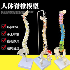 人体脊柱模型1 1成人医学正骨练习骨骼模型颈椎腰椎脊椎骨架模型