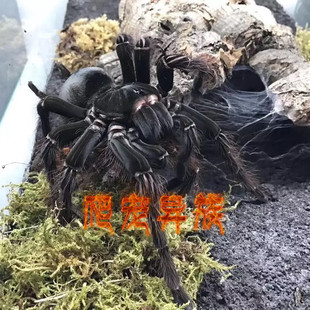 亚马逊巨人食鸟蜘蛛tb活体宠物蜘蛛捕鸟蛛TB蜘蛛长毛种大型地栖类