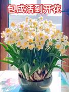水培植物水仙花重瓣种球盆栽，室内开花植物郁金香，花卉绿植带花