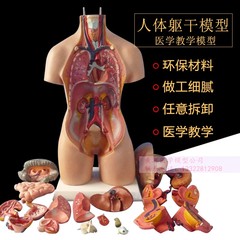 55CM人体躯干模型 人体解剖模型 人M体内脏可拆可装23件。
