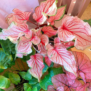 暖暖半岛彩叶芋进口种球芭蕾舞鞋，网红品种夏季观叶植物ins室内