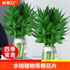 富贵竹水培植物水养带根花卉绿植绿萝室内盆栽转运竹子观音竹花瓶