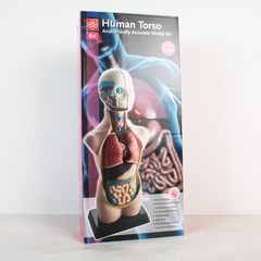 香港EDU 11片50cm人体解剖模型半身器官拼装积木儿童组装益智玩具