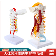 人体颈椎带颈动脉后枕骨椎间盘韧带与神经教学模型骨骼架模型
