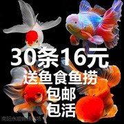 小金鱼活锦鲤鱼苗冷水观赏鱼活体小鱼活大鱼好养淡水鱼缸风水鱼