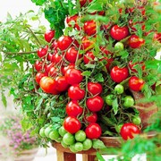 小番茄种子四季开花盆栽苗草莓种室内室外易活花卉植物花种子籽孑