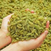 大颗粒葡萄干新疆无核绿葡萄干散装免洗绿香妃零食蜜饯