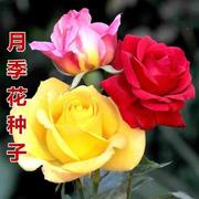 月季花种子四季开花庭院玫瑰花盆栽阳台易种蔷薇花种子