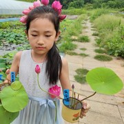 朱华媚盆栽荷花碗莲种藕苗子室内阳台庭l院鱼池水生植物净化空气