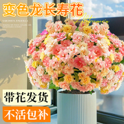 长寿花盆栽四季开花重瓣变色龙大花带花苞花苗室内易活花卉绿植物