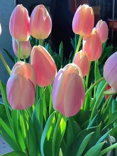 郁金香种球水培花卉植物室内花四季开花种子盆栽花苗土培水养好活