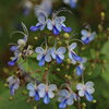 蓝蝴蝶盆栽 庭院阳台花卉植物 四季开花蓝色奇特花朵木本易养好活