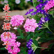 美女樱种子四季播种春季花种子庭院阳台，盆栽易种花草种子