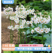 种子报春花科，日本报春白色10粒